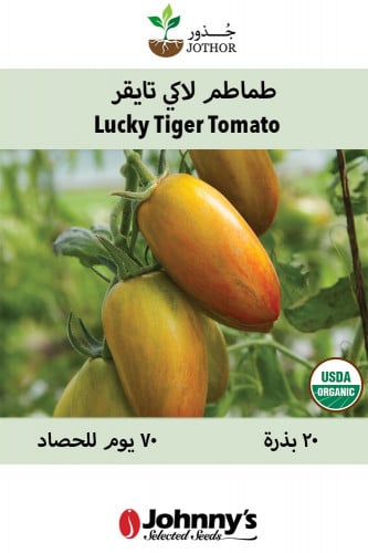 بذور طماطم لاكي تايقر - Lucky Tiger Organic Tomato Seeds