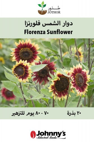 بذور دوار الشمس فلورنزا - Florenza Sunflower Seeds