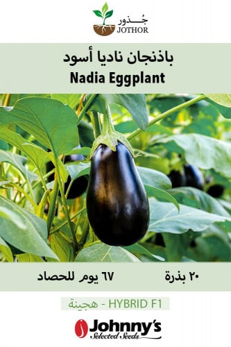 بذور باذنجان ناديا أسود - Nadia Eggplant Seeds