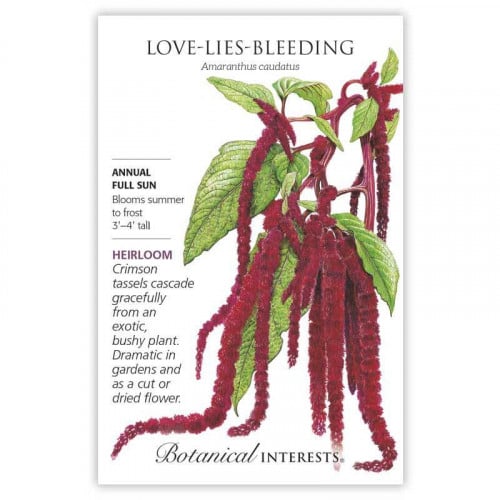 بذور أمارانث - Love Lies Bleeding Amaranthus Seeds