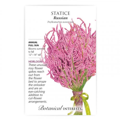 بذور ستايتس - Russian Statice Seeds