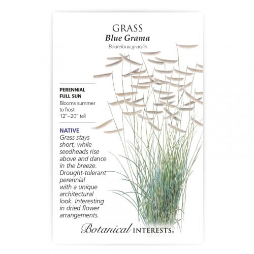 عشب الزينة - Grass Blue Grama