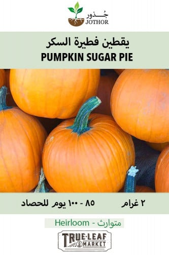 بذور يقطين فطيرة السكر - Pumpkin Sugar Pie Seeds