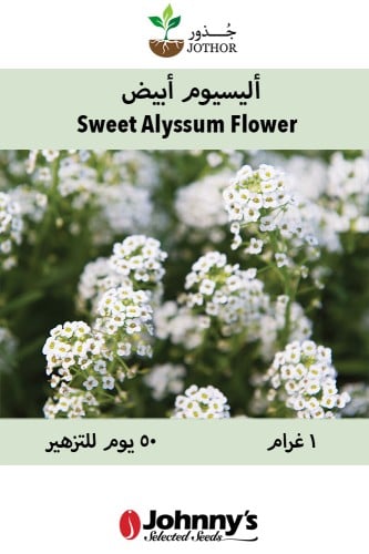 بذور اليسيوم أبيض - Sweet Alyssum Flower Seed