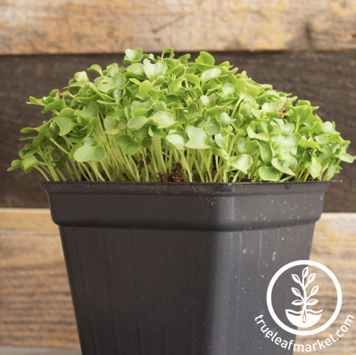 بذور الكيل للمايكروجرينز - Kale Microgreens Seeds