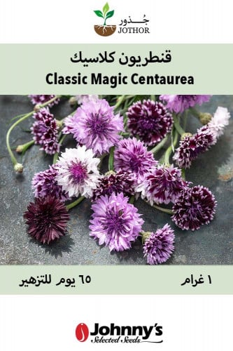 بذور قنطريون كلاسيك - Classic Magic Centaurea Seeda
