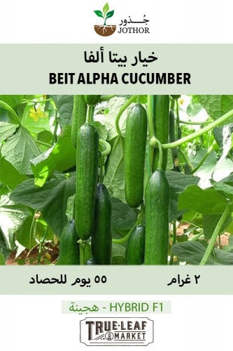 بذور خيار بيتا ألفا لبناني - Cucumber Beit Alpha Seeds