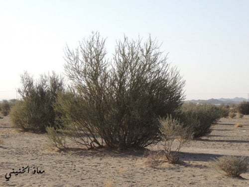 سلم 100 بذرة Acacia ehrenbergiana