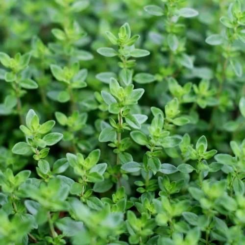 بذور الزعتر البلدي الأوريغانو