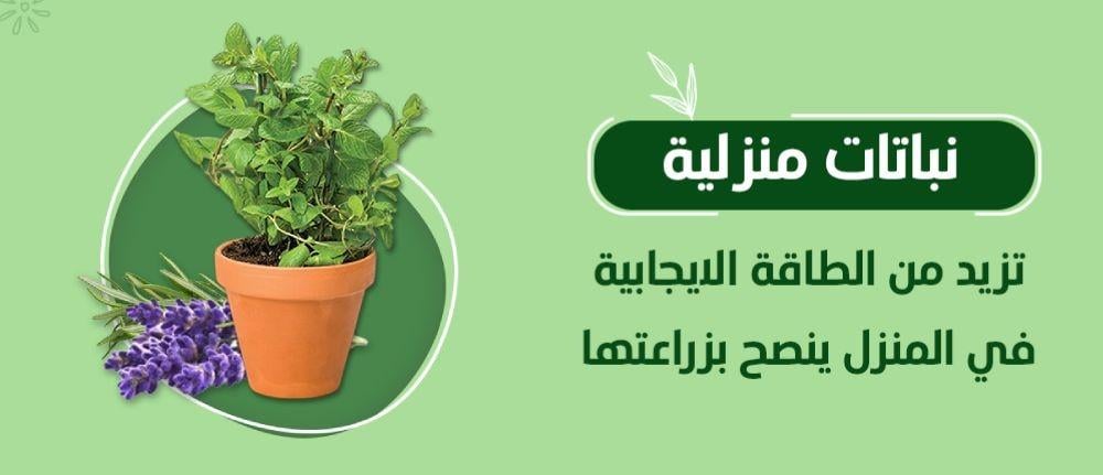 نباتات منزلية تزيد من  الطاقة الايجابية في المنزل