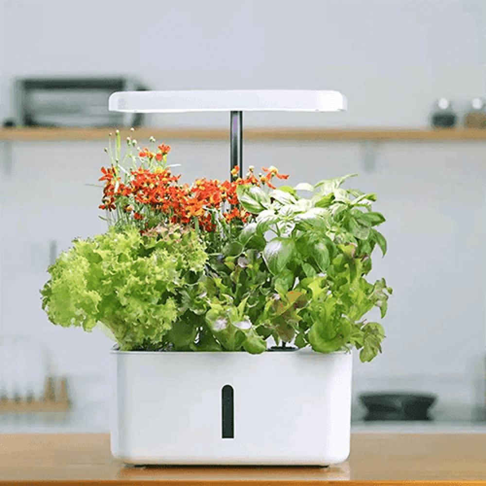 افضل جهاز زراعة مائية داخل المنزل, زراعة مائية منزلية, click and grow