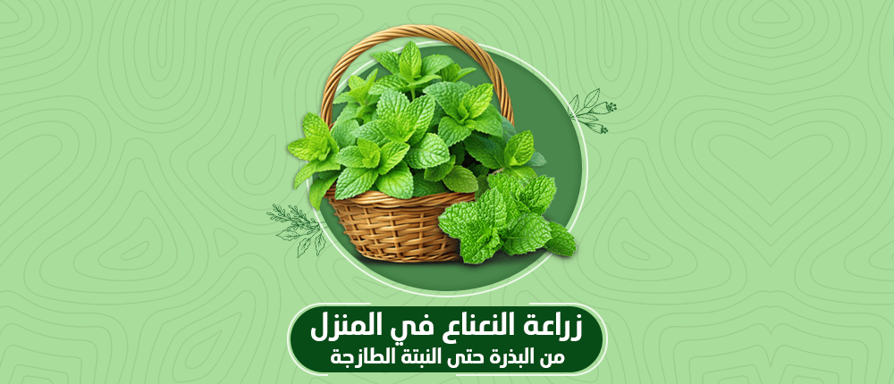 طريقة زراعة النعناع في المنزل من البذرة. زراعة نعناع