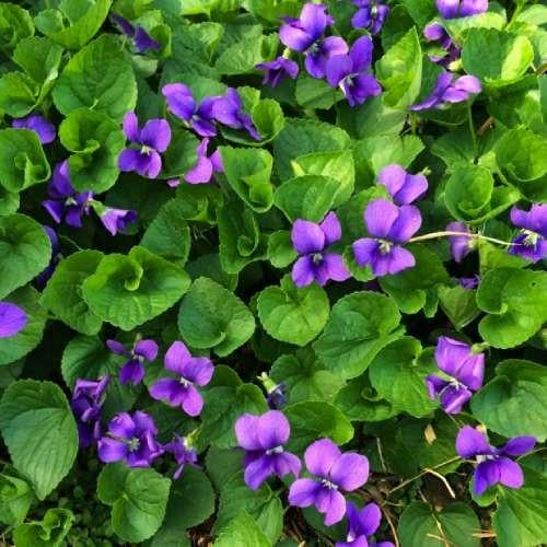 بذور البنفسج العطري (سويت فيوليت بنفسجي)