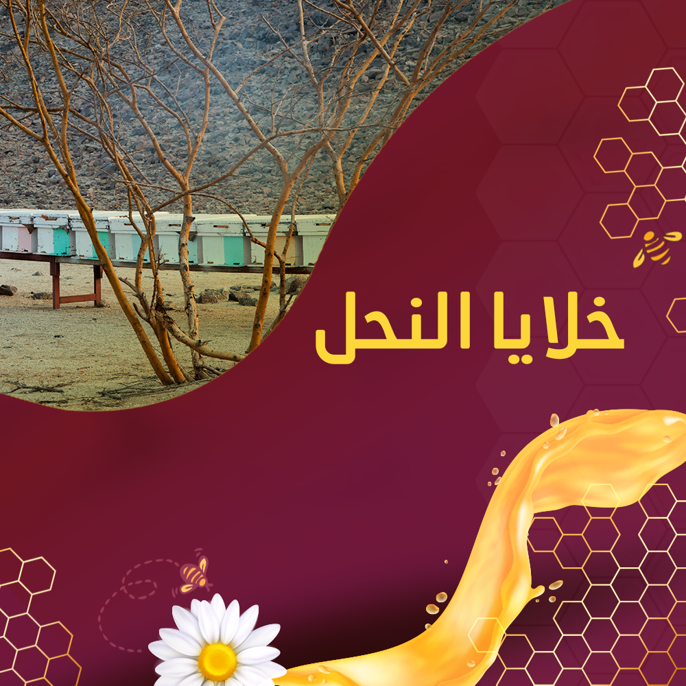 خلايا النحل مساكن فريدة لحشرات فائقة التنظيم