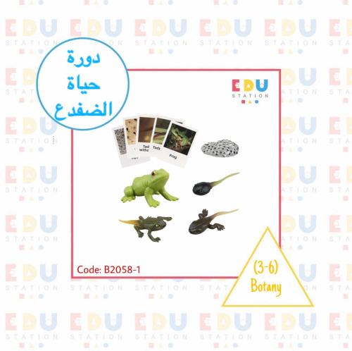 دورة حياة الضفدع (مجسمات + بطاقات + لوحة التحكم )...