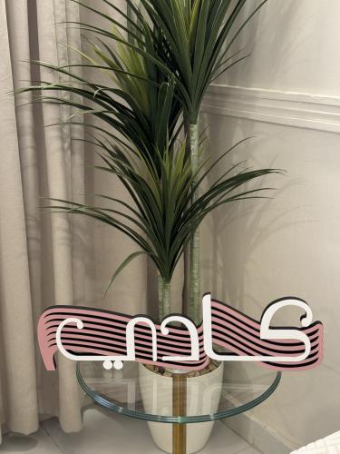 اسم ثري دي مقاس 60 سم
