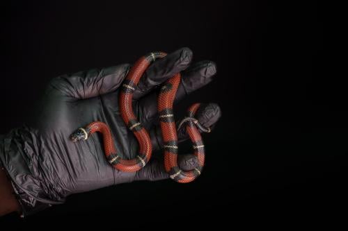 Sinaloan milk snake
