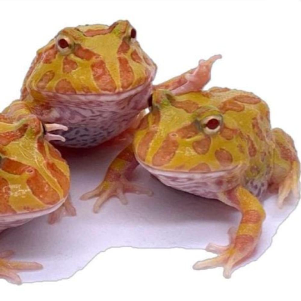 ضفدع باكمان ألبينو / ALBINO PACMAN