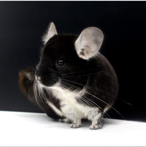 chinchilla black&whitw / شانشيلا اسود وابيض
