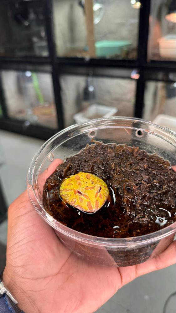 ضفدع باكمان ألبينو / ALBINO PACMAN
