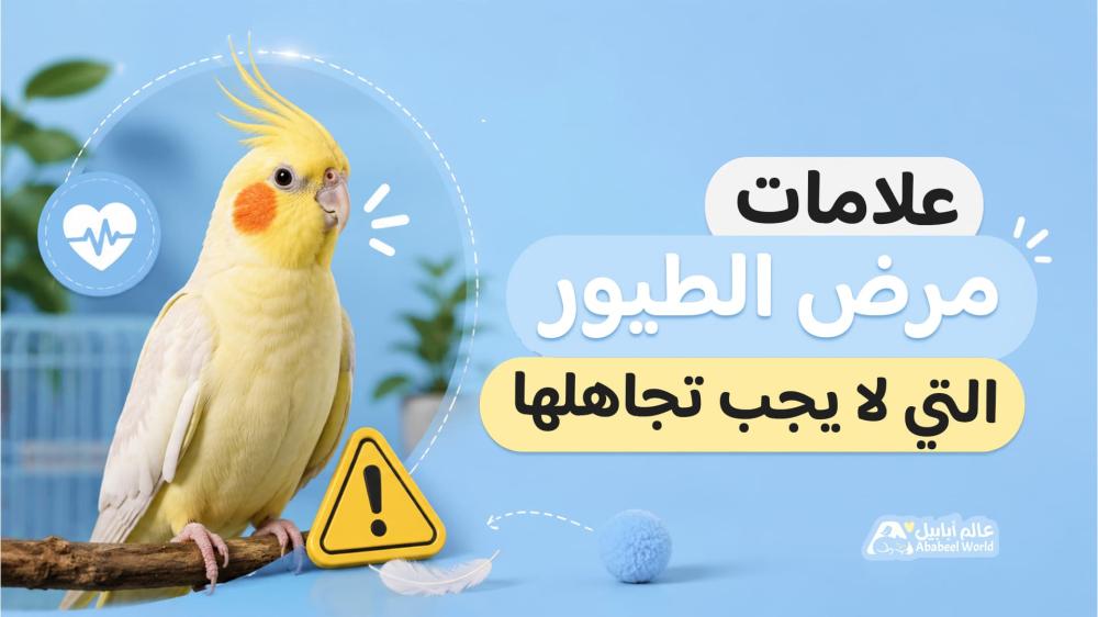 علامات مرض الطيور التي لا يجب تجاهلها
