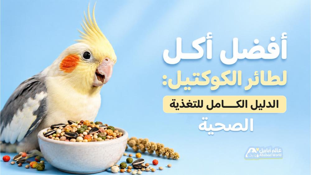 أفضل أكل لطائر الكوكتيل: الدليل الكامل للتغذية الصحية لطائر الكوكتيل