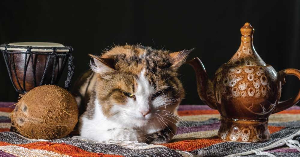 أفضل أكل قطط رطب في رمضان – حافظ على صحة وسعادة قطتك