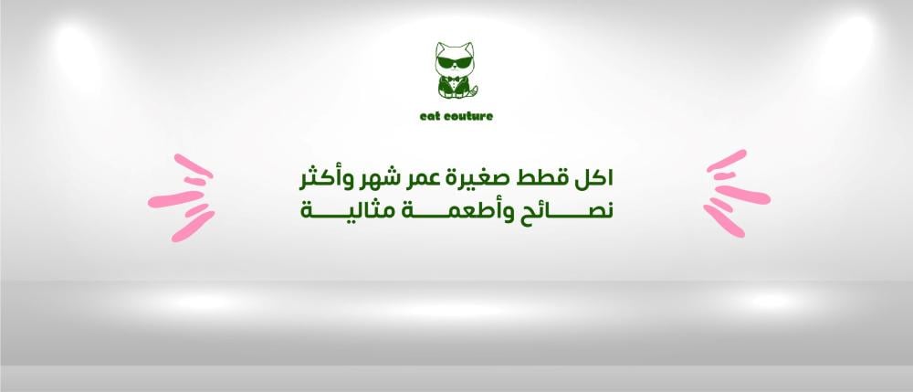 اكل قطط صغيرة عمر شهر وأكثر نصائح وأطعمة مثالية