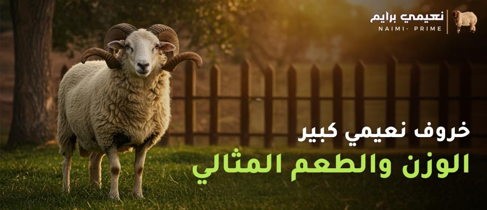 خروف نعيمي كبير – الوزن والطعم المثالي