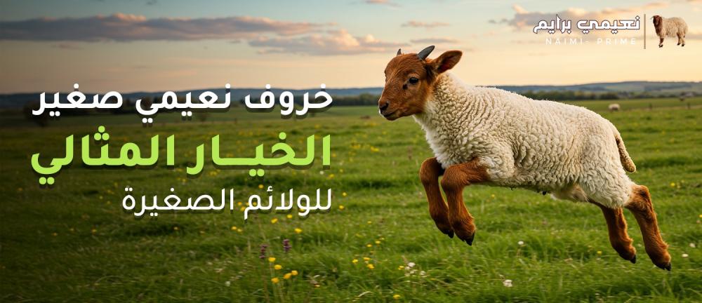 خروف نعيمي صغير الخيار المثالي للولائم الصغيرة