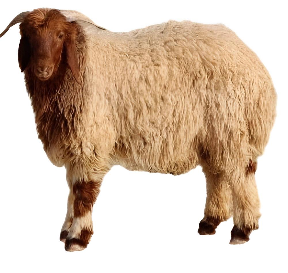خروف نعيمي صغير