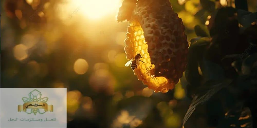 عسل الطلح
