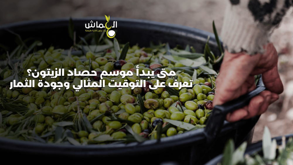 متى يبدأ موسم حصاد الزيتون؟ تعرف على التوقيت المثالي وجودة الثمار