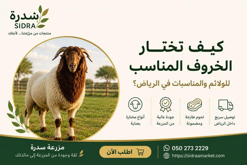 خروف نعيمي طازج من مزرعة سدرة - دليل اختيار الخروف المناسب للولائم وال