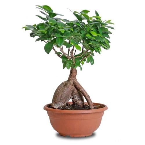 بونساي │صغير