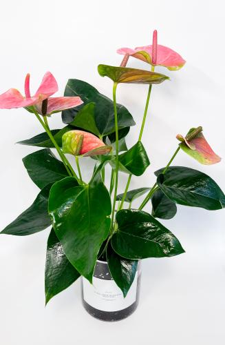 A N T I K | Anthurium