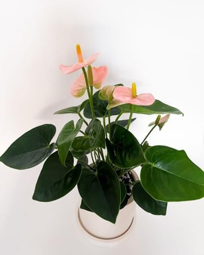 A N T I K | Anthurium