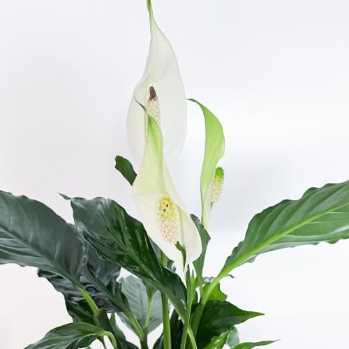 A N T I K | Spathiphyllum