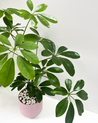 A N T I K | Schefflera