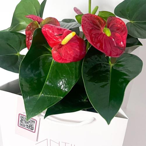 A N T I K | Anthurium