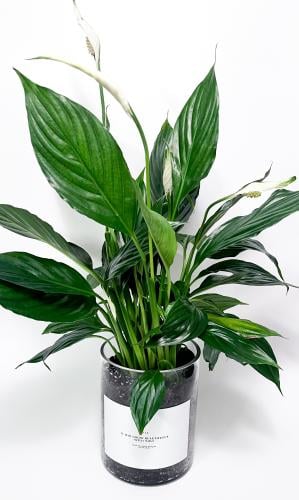 A N T I K | Spathiphyllum