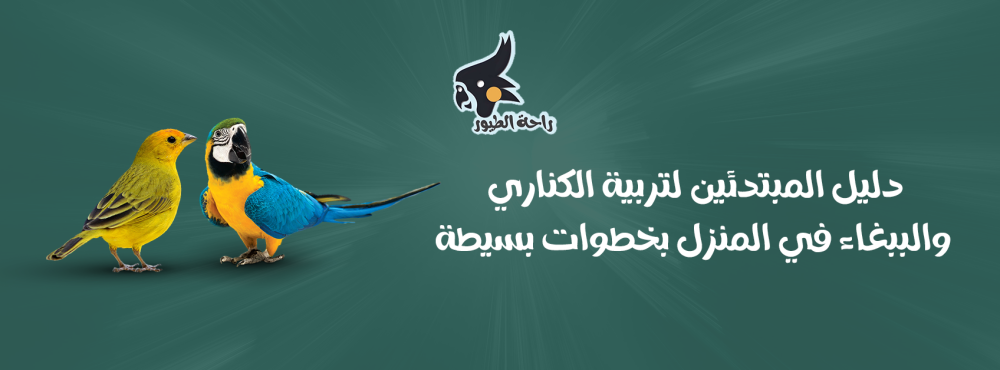 دليل المبتدئين لتربية الكناري والببغاء في المنزل بخطوات بسيطة