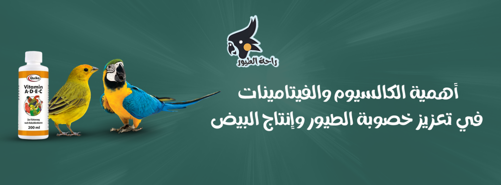 أهمية الكالسيوم والفيتامينات في تعزيز خصوبة الطيور وإنتاج البيض