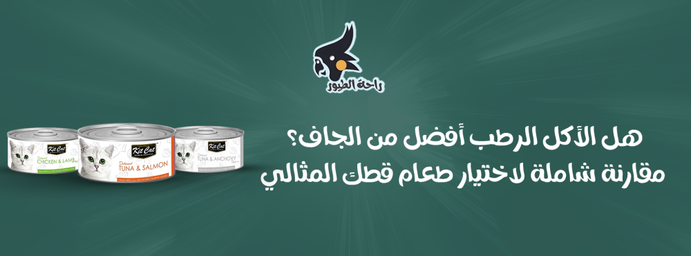 هل الأكل الرطب أفضل من الجاف؟ مقارنة شاملة لاختيار طعام قطّك المثالي
