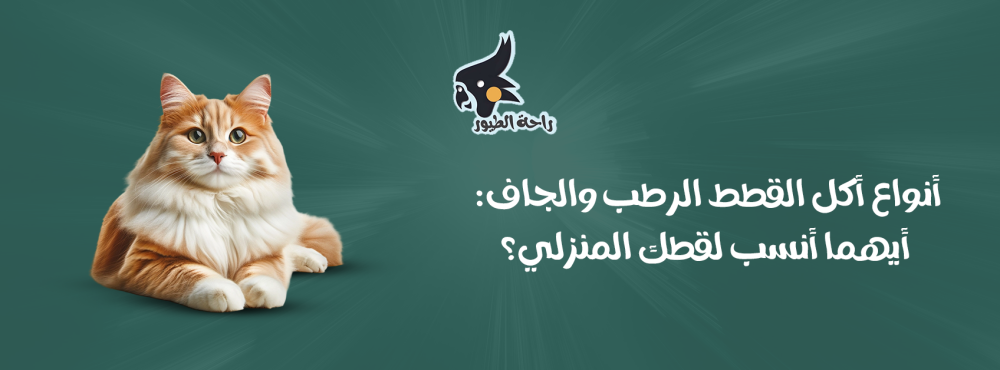 أنواع أكل القطط الرطب والجاف: أيهما أنسب لقطك المنزلي؟