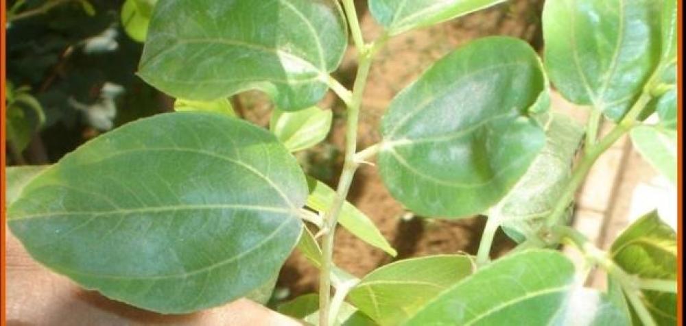 أوراق عشبة السدر الخضراء الطازجة للعناية بالشعر