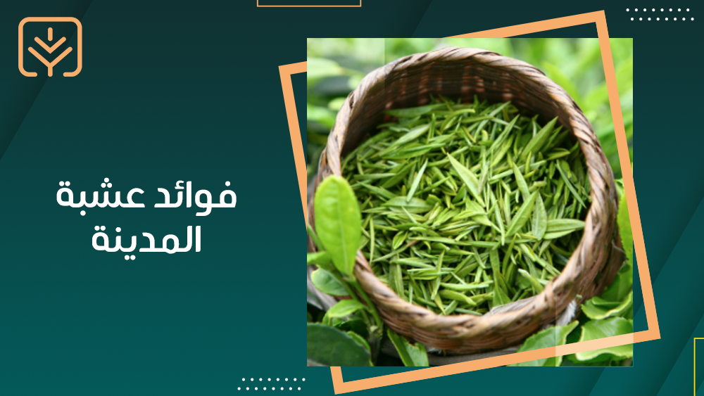 فوائد عشبة المدينة