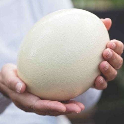 بيض النعام(عضوي)