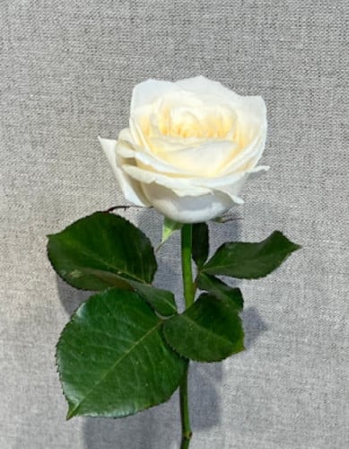 روز