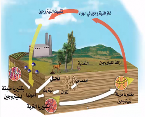 درس تطبيقي دورة النيتروجين فقط
